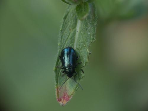 Réf. 222 662 : Altica sp.